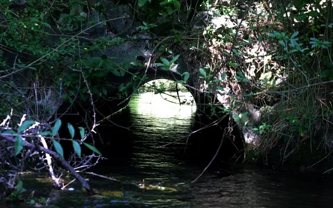 Ein runder Betondurchlass in einer dunklen Steinmauer, aus dem Wasser fließt. Am Ende leuchtet helles Licht, rundherum wachsen grüne Büsche und Zweige.
