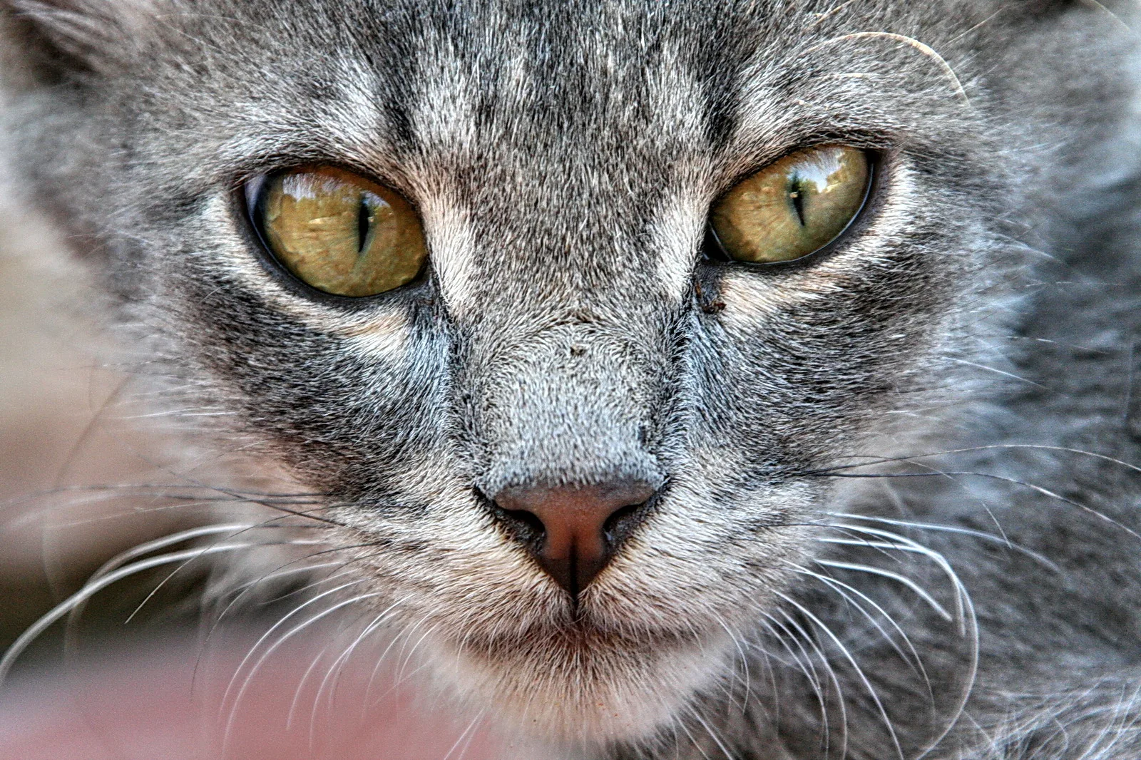 Nahaufnahme des Gesichts einer grauen Katze mit gelbgrünen Augen, rosa Nase und langen Schnurrhaaren, Hintergrund unscharf.