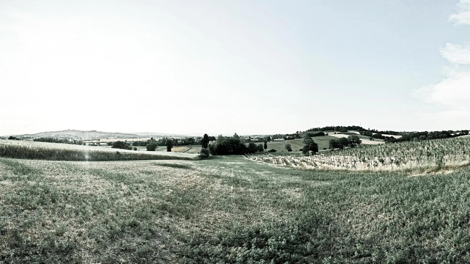 Weite Hügellandschaft mit Feldern, Weinreben und einzelnen Bäumen unter hellem Himmel