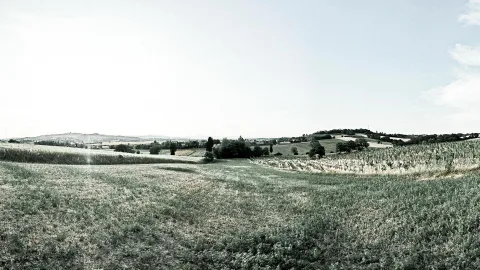 Weite Hügellandschaft mit Feldern, Weinreben und einzelnen Bäumen unter hellem Himmel