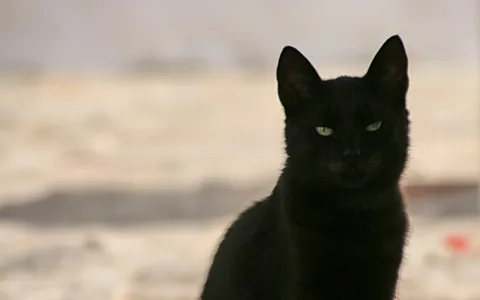 Schwarze Katze sitzt frontal vor einem unscharfen, hellen Hintergrund und blickt in die Kamera.