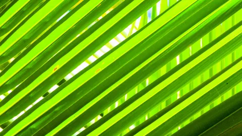 Diagonal verlaufende, leuchtend grüne Palmblätter, von hinten durchschienen, dazwischen helle Lichtflecken.