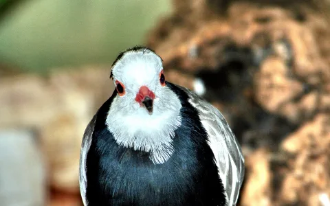 Frontalporträt eines Vogels mit weißem Kopf, roten Augenringen und roter Schnabelbasis vor unscharfem braunem und grünem Hintergrund