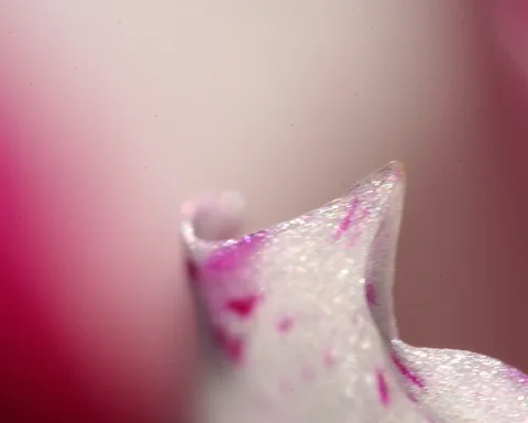 Makroaufnahme einer weiß glitzernden Blütenblattspitze mit pinken Flecken vor verschwommenem rosa Hintergrund