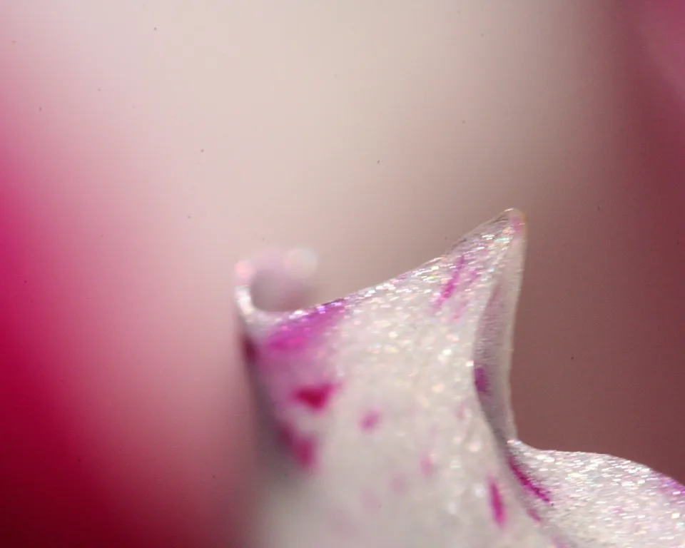Makroaufnahme einer weiß glitzernden Blütenblattspitze mit pinken Flecken vor verschwommenem rosa Hintergrund
