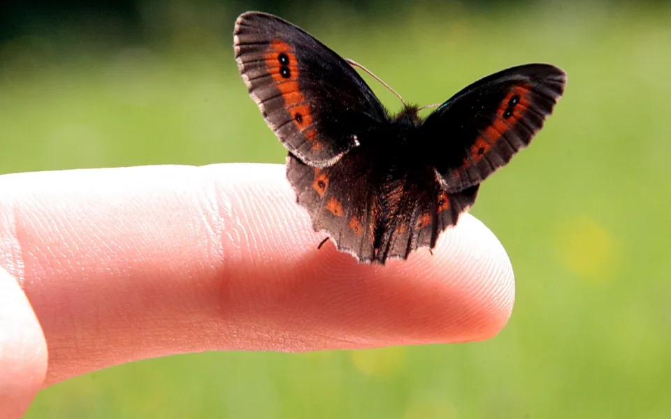 Brauner Schmetterling mit orangefarbenen Augenflecken sitzt auf einem menschlichen Finger vor einer unscharf grünen Wiese.