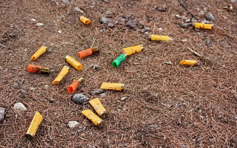 Mehrere leere Schrotpatronenhülsen in Gelb, Orange und Grün liegen verstreut auf braunen Kiefernnadeln und kleinen Steinen am Waldboden.