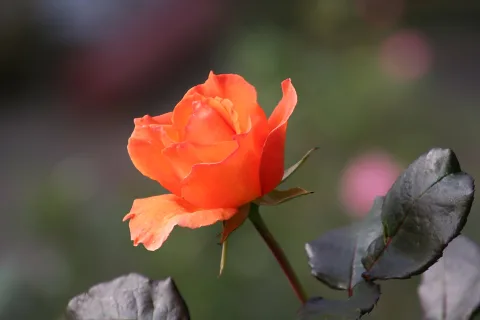 Eine orangerote Rose mit geöffneter Blüte und dunkelgrünen Blättern vor einem unscharfen grünen Hintergrund mit rosa Lichtflecken.