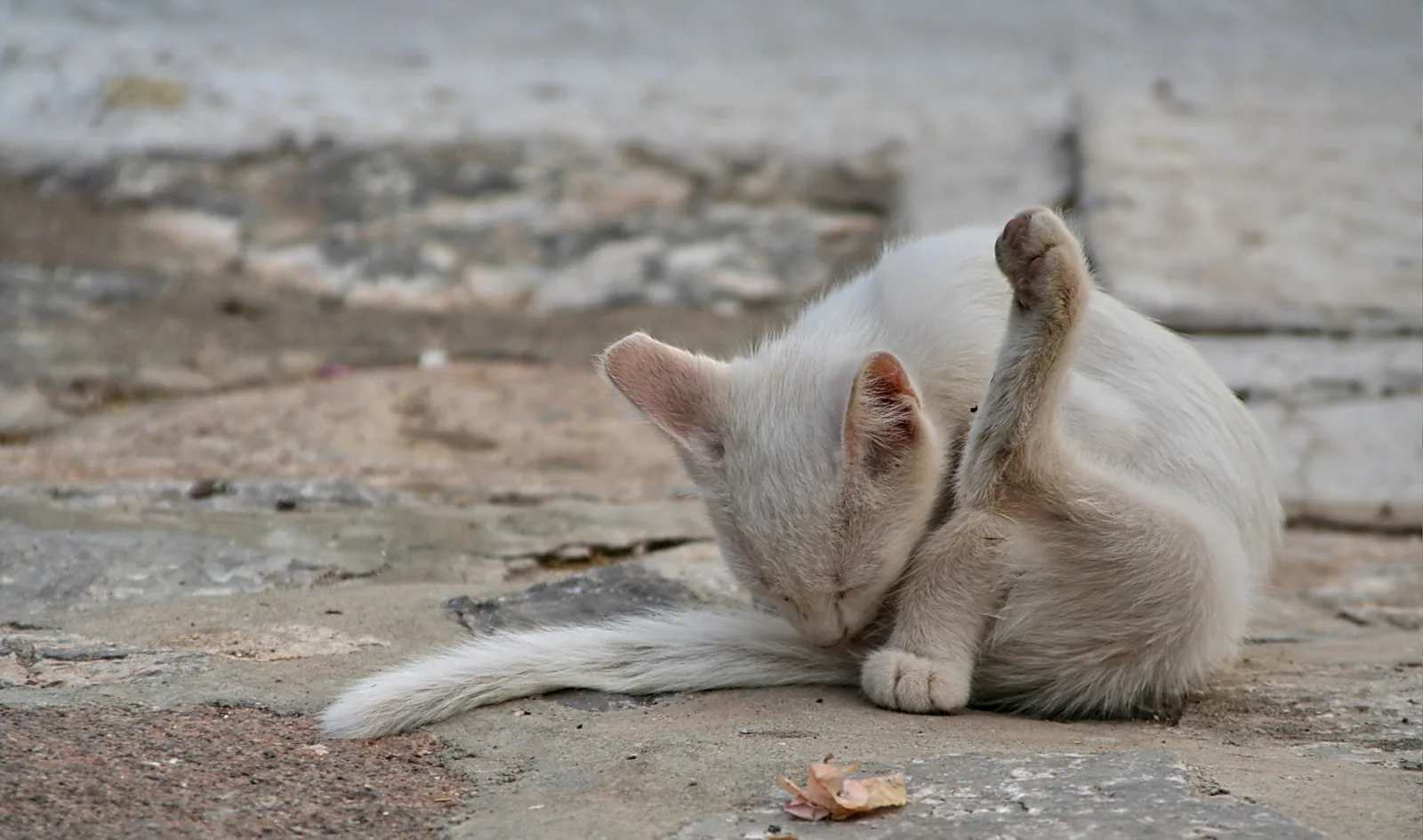 Eine weiße Katze sitzt auf einem grauen Steinpflaster und putzt sich, das rechte Hinterbein ist hoch in die Luft gestreckt, der Kopf ist zur Pfote gebeugt.