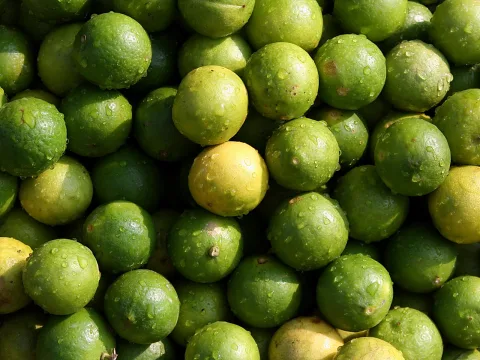 Dicht gepackter Haufen grüner Limetten, viele mit Wassertropfen, dazwischen einige gelbliche Früchte.