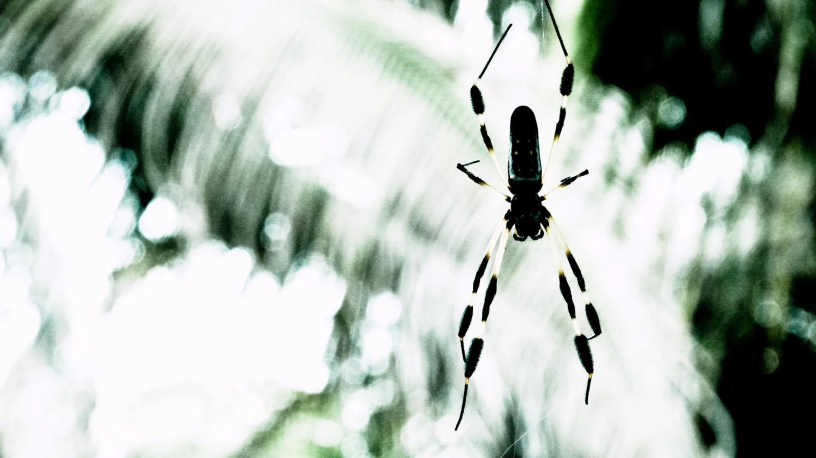 Eine schwarz-gelb gebänderte Spinne hängt im Netz vor einem unscharfen, hellen Hintergrund mit grünen Schattierungen.