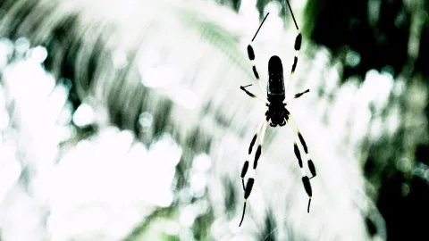 Eine schwarz-gelb gebänderte Spinne hängt im Netz vor einem unscharfen, hellen Hintergrund mit grünen Schattierungen.