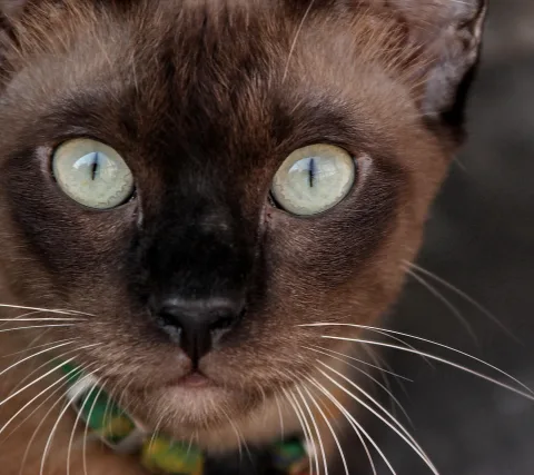 Nahaufnahme einer braunen Katze mit hellgrünen Augen, dunkler Nase und langen Schnurrhaaren, im unteren Bildrand ein grün gemustertes Halsband.
