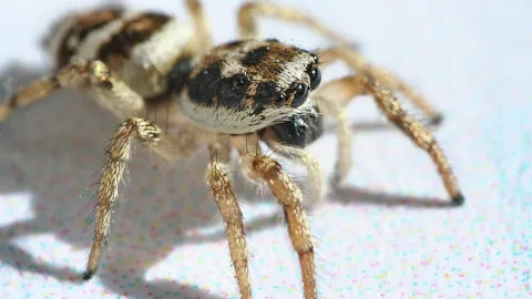 Springspinne mit braun-weiß gemustertem Körper und großen Augen, frontal von vorn fotografiert, vor hellem Hintergrund mit Schatten