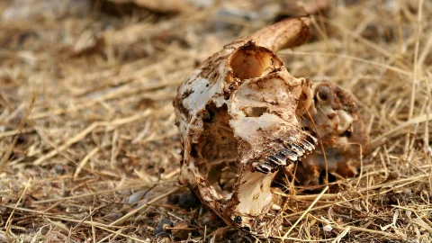 Verwitterter Ziegenschädel mit freiliegenden Zähnen liegt auf trockenem, goldbraunem Gras; das Bild ist unscharf im Hintergrund.