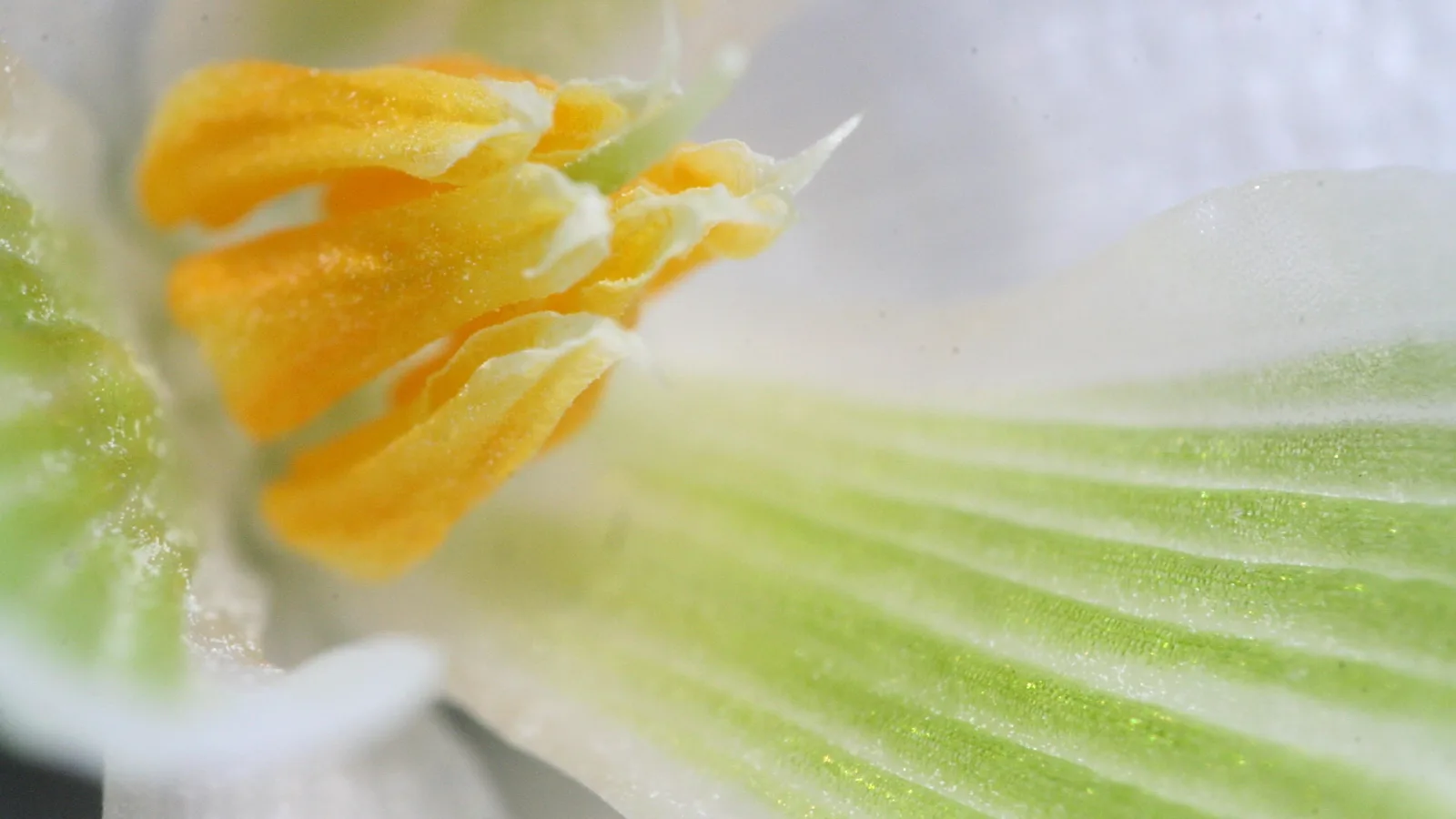 Makroaufnahme einer weißen Blüte mit gelben Staubbeuteln und grün geaderten Blütenblättern.