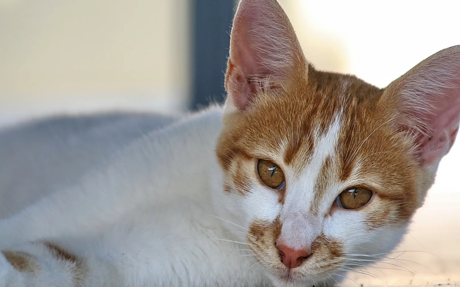 Nahaufnahme einer rot-weiß gefleckten Katze, die liegt und mit großen braunen Augen direkt in die Kamera blickt. Die Ohren sind aufgestellt, im Hintergrund unscharfes helles Licht.