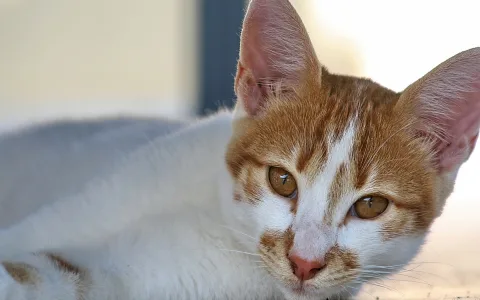 Nahaufnahme einer rot-weiß gefleckten Katze, die liegt und mit großen braunen Augen direkt in die Kamera blickt. Die Ohren sind aufgestellt, im Hintergrund unscharfes helles Licht.