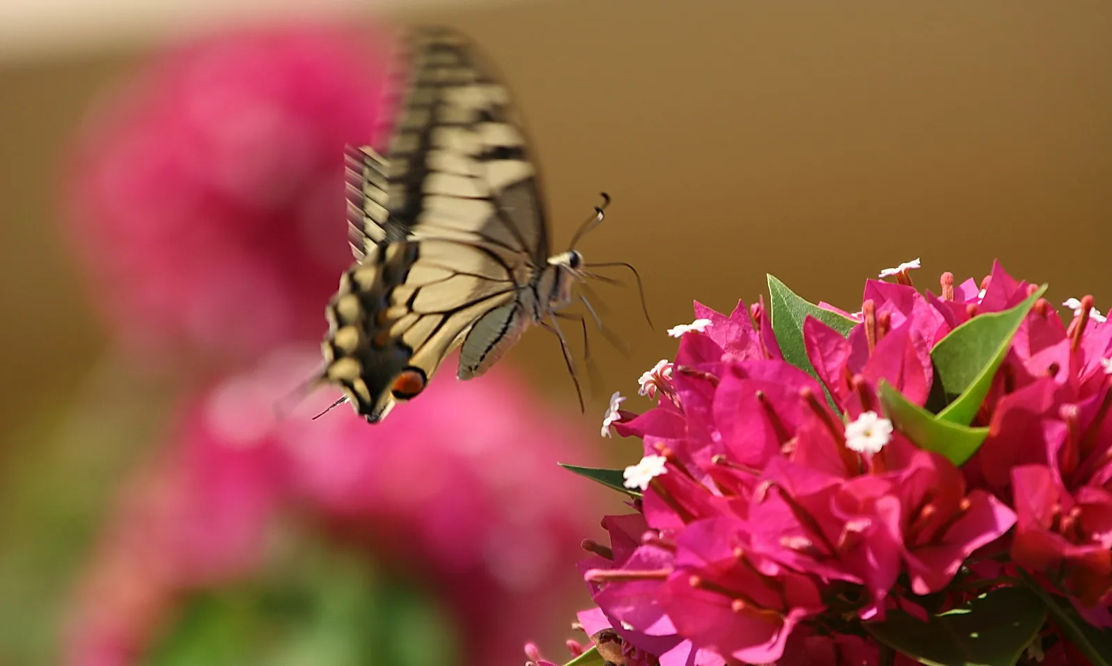Ein gelb-schwarz gezeichneter Schwalbenschwanz fliegt auf pinkfarbene Bougainvillea-Blüten zu, im Hintergrund unscharfes Rosa und Braun.
