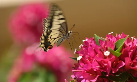 Ein gelb-schwarz gezeichneter Schwalbenschwanz fliegt auf pinkfarbene Bougainvillea-Blüten zu, im Hintergrund unscharfes Rosa und Braun.