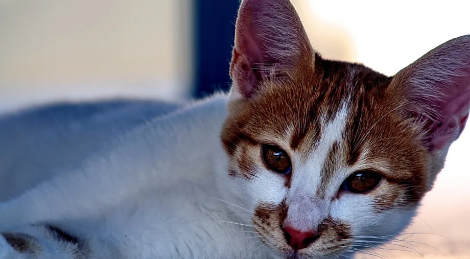 Junge braun-weiß getigerte Katze liegt und blickt direkt in die Kamera.