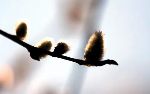 Dunkler Zweig mit drei flauschigen Weidenkätzchen vor einem hellen, unscharfen Himmel im Gegenlicht.