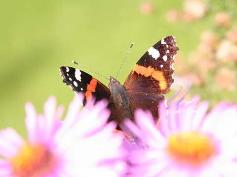 Ein Admiralfalter mit geöffneten Flügeln sitzt auf einer rosafarbenen Aster, im Hintergrund unscharfe grüne und beige Flächen.