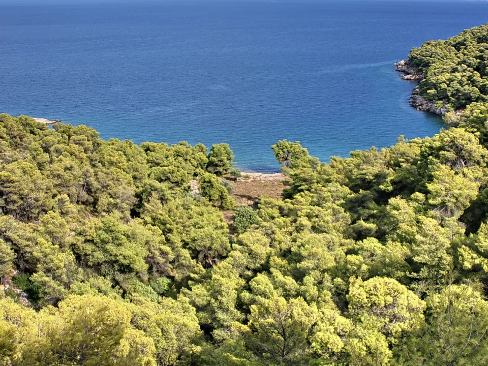 Blick von oben auf einen dichten Pinienwald, der an eine kleine Bucht mit tiefblauem Meer und einem schmalen Sandstrand grenzt.