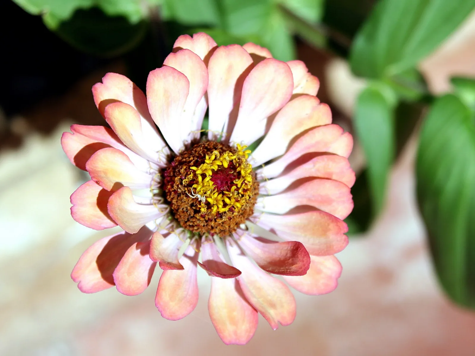 Nahaufnahme einer rosafarbenen Zinnienblüte von oben mit mehreren Blütenblattreihen und einer gelb-braunen Mitte mit Staubbeuteln vor grün-unscharfem Hintergrund.