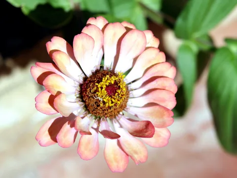 Nahaufnahme einer rosafarbenen Zinnienblüte von oben mit mehreren Blütenblattreihen und einer gelb-braunen Mitte mit Staubbeuteln vor grün-unscharfem Hintergrund.