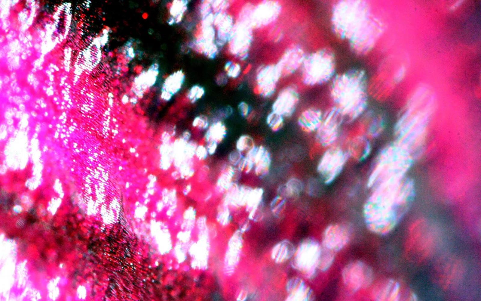 Makroaufnahme mit unscharfen, glitzernden pinken und weißen Lichtpunkten vor dunklem Grün