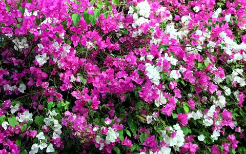 Dichter Strauch mit pinkfarbenen und weißen Bougainvillea-Blüten zwischen grünen Blättern