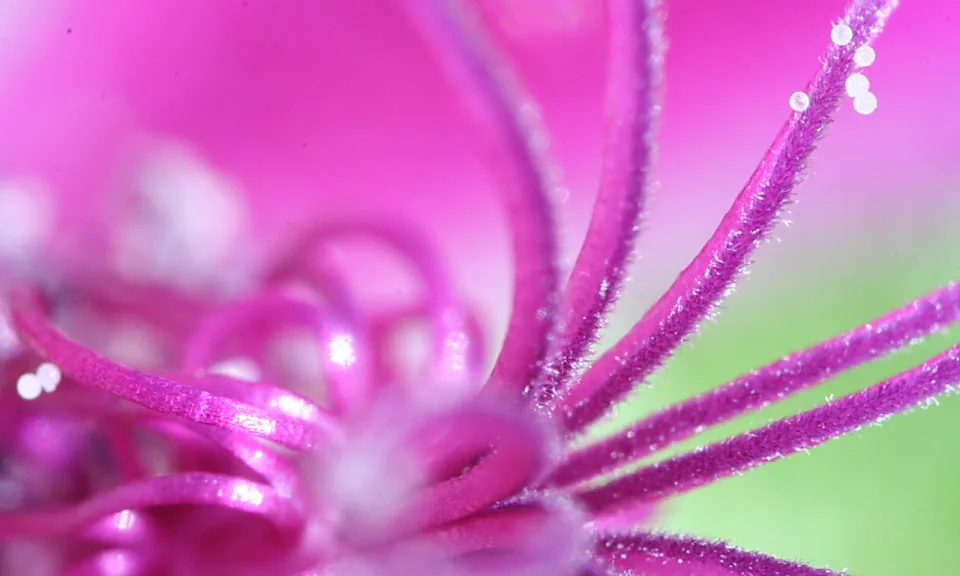 Extreme Nahaufnahme einer pinkfarbenen Blüte mit gebogenen, feinhaarigen Staubfäden und kleinen weißen Pollenkügelchen vor grünlichem Hintergrund.