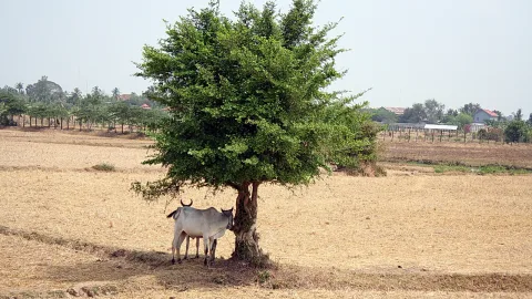 Zwei helle Zebu-Rinder stehen im Schatten eines grünen Baums auf einem trockenen Feld, im Hintergrund Palmen und Häuser unter diesigem Himmel.