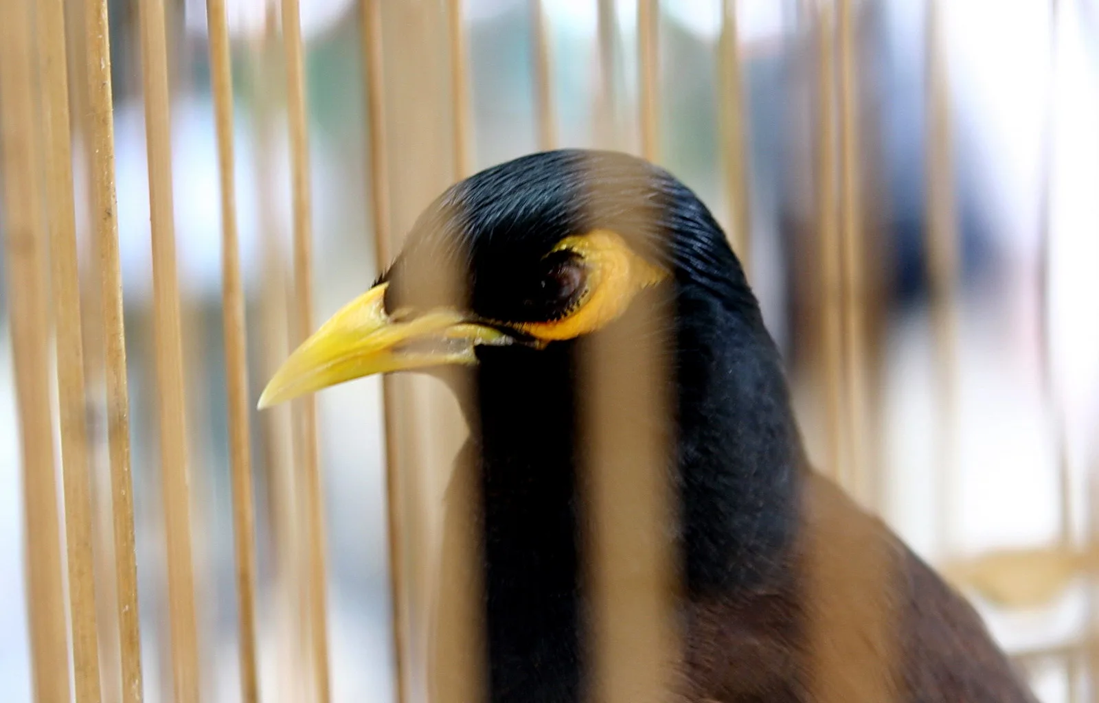 Nahaufnahme eines schwarzen Vogels mit gelbem Schnabel und orangefarbener Gesichtshaut, der durch unscharfe Bambusstäbe eines Käfigs blickt