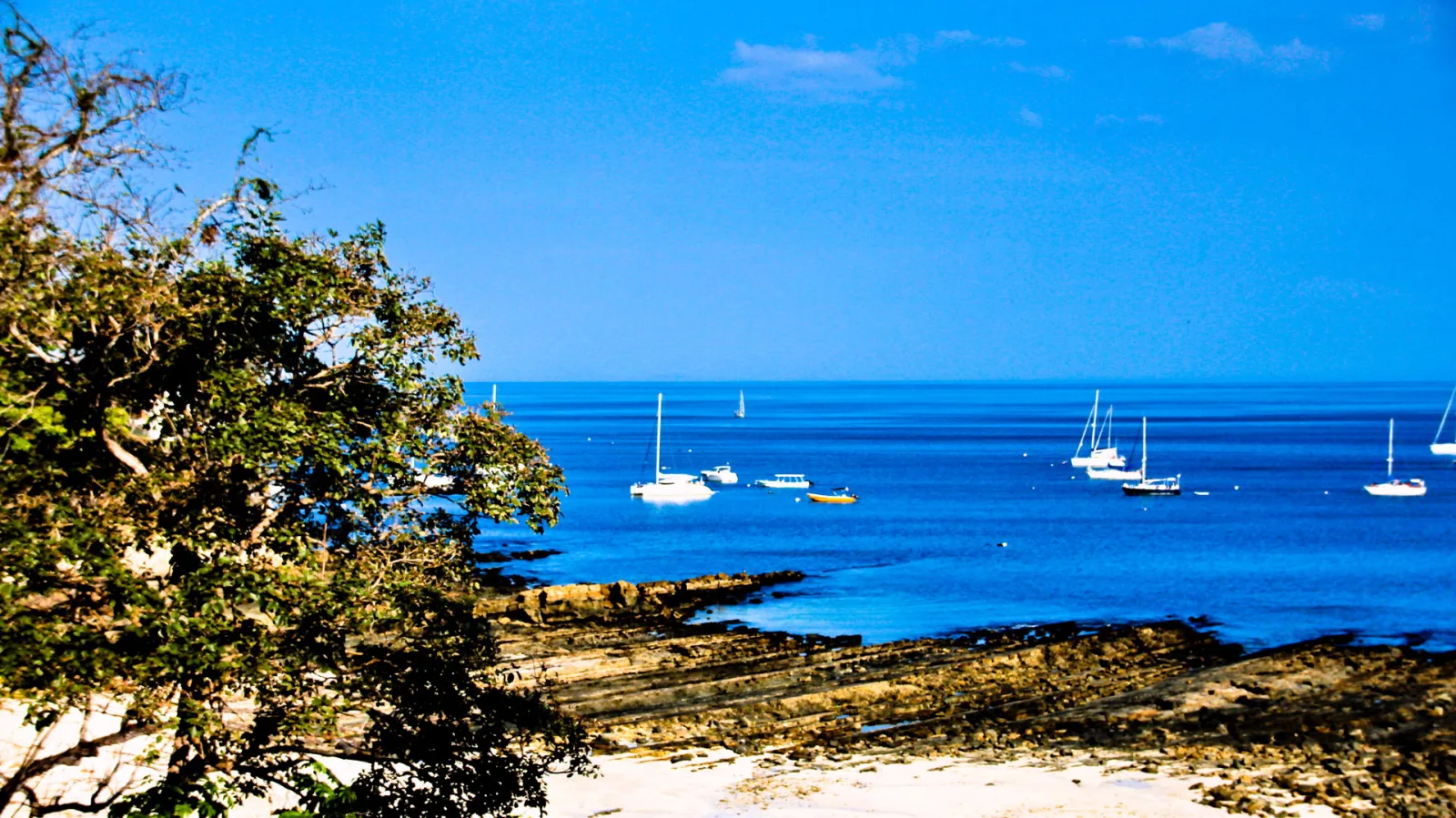 Blaues Meer mit mehreren weißen Segelbooten und einem kleinen Motorboot, im Vordergrund ein Baum und felsige Küste mit hellem Sand.